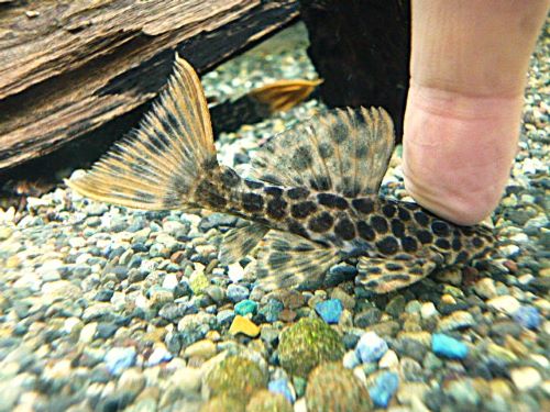 オレンジフィンレオパードトリムプレコ③　２０２６年３月７日入荷