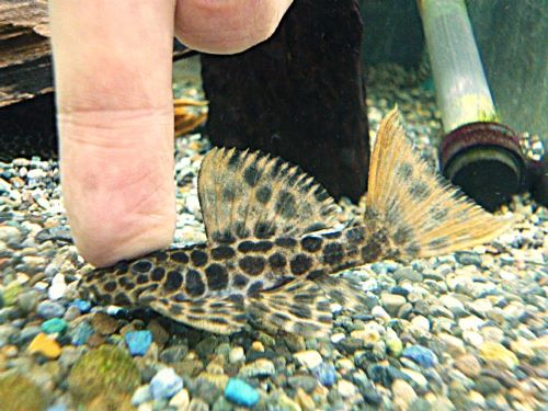 オレンジフィンレオパードトリムプレコ