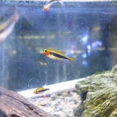 トゥッカーノテトラ　５匹セット　２０２６年２月２０日入荷