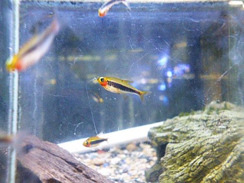 トゥッカーノテトラ　５匹セット　２０２６年２月２０日入荷