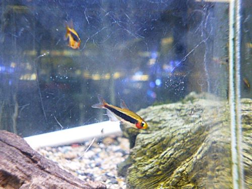 トゥッカーノテトラ