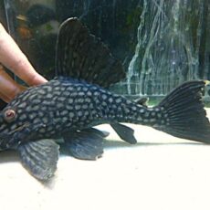 スポットロイヤルプレコ　２０２６年２月２５日入荷