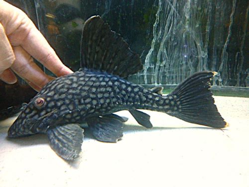 スポットロイヤルプレコ　２０２６年２月２５日入荷