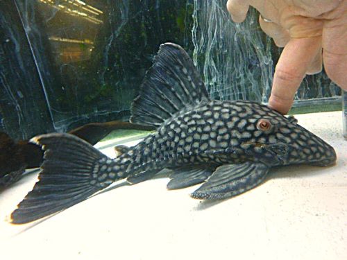 スポットロイヤルプレコ