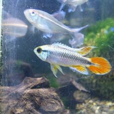 アピスト　アガシジ　ブルーフレーム　ペア　２０２６年３月５日入荷