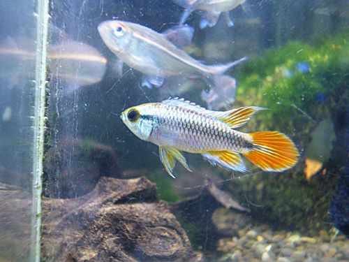 アピスト　アガシジ　ブルーフレーム　ペア　２０２６年３月５日入荷