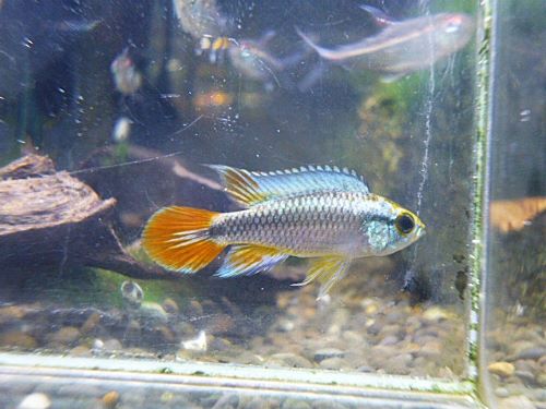 アピスト アガシジ ブルーフレーム ペア 2026年3月5日入荷 アガシジ