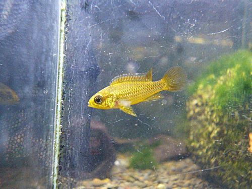 アピスト アガシジ ブルーフレーム ペア 2026年3月5日入荷 アガシジ