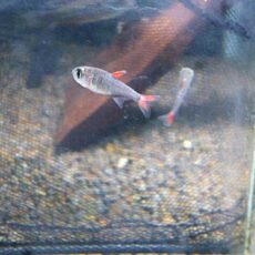 ハイフェソブリコン　エイリョス　２０２６年３月１２日入荷