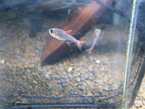 ハイフェソブリコン　エイリョス　２０２６年３月１２日入荷