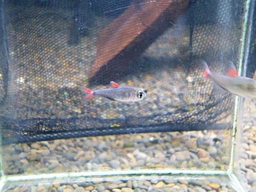 ハイフェソブリコン　エイリョス