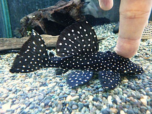 ブラックドラゴンスタークラウンプレコ