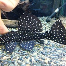 ブラックドラゴンスタークラウンプレコ②　２０２６年２月２８日入荷