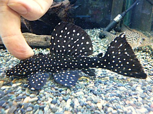 ブラックドラゴンスタークラウンプレコ②　２０２６年２月２８日入荷