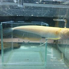 アルビノシルバーアロワナ　２０２６年３月１２日入荷