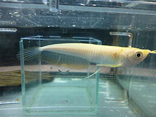 アルビノシルバーアロワナ　２０２６年３月１２日入荷