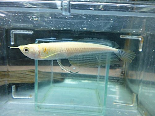 シルバーアロワナ