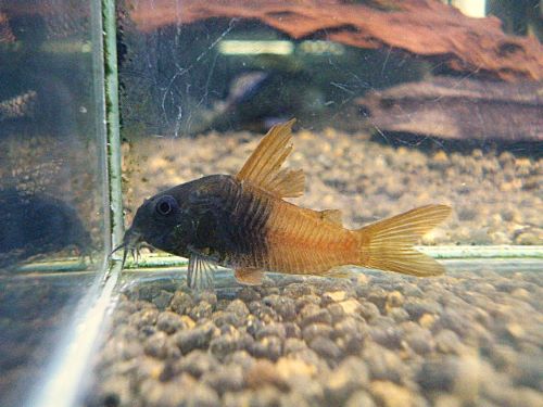 コリドラス　ビーコンコロール