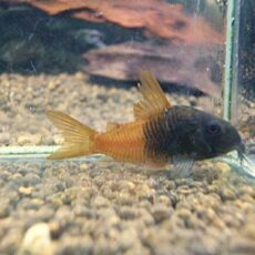 コリドラス　ビーコンコロール③　２０２６年２月２６日入荷