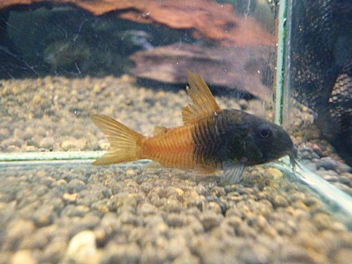 コリドラス　ビーコンコロール③　２０２６年２月２６日入荷