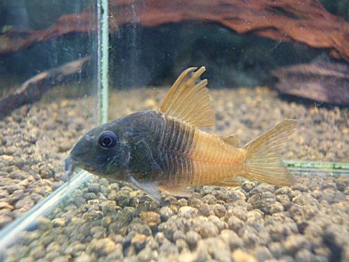 コリドラス　ビーコンコロール