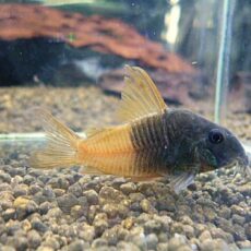 コリドラス　ビーコンコロール④　２０２６年２月２６日入荷