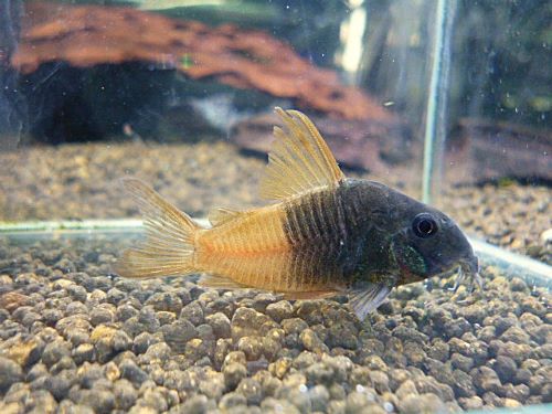 コリドラス　ビーコンコロール④　２０２６年２月２６日入荷