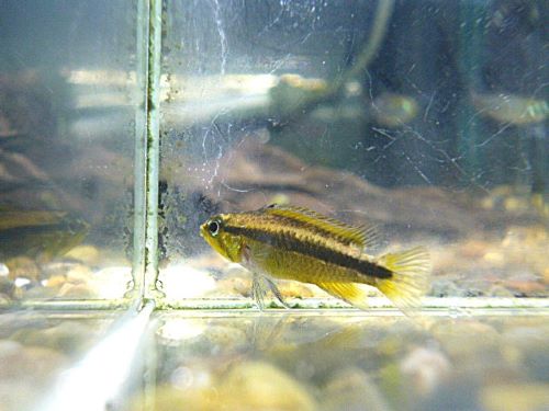 ビタエニアータ