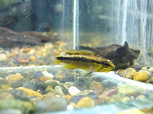 ビタエニアータ