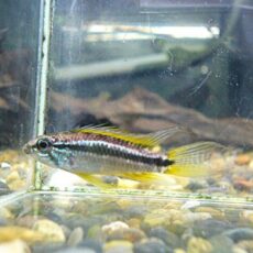 アピスト　ビタエニアータ　ナナイ　ペア③　２０２６年３月１４日入荷