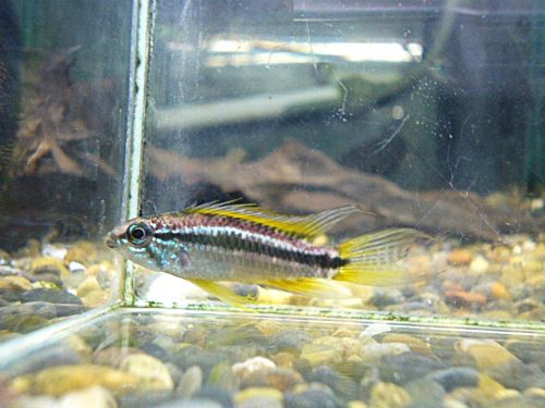 アピスト　ビタエニアータ　ナナイ　ペア③　２０２６年３月１４日入荷