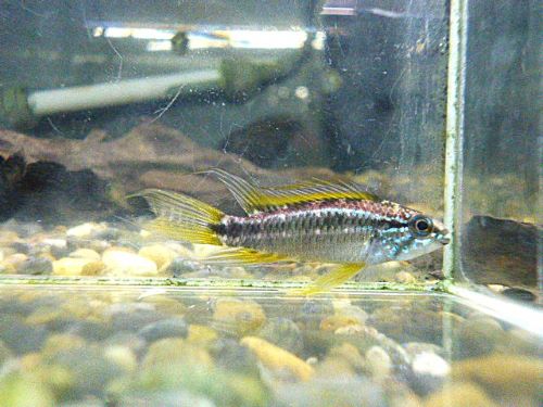 ビタエニアータ