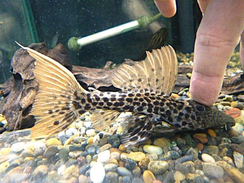 タイタニックトリムプレコ