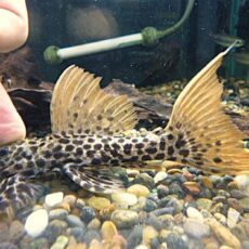 タイタニックトリムプレコ　２０２６年３月１４日入荷