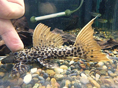 タイタニックトリムプレコ　２０２６年３月１４日入荷