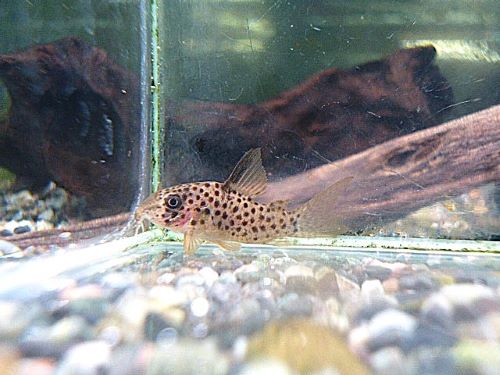 コリドラス　ヨッシャー