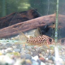 コリドラス　ヨッシャー①　２０２６年３月６日入荷