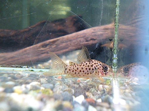 コリドラス　ヨッシャー①　２０２６年３月６日入荷