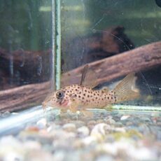 コリドラス　ヨッシャー②　　２０２６年３月６日入荷