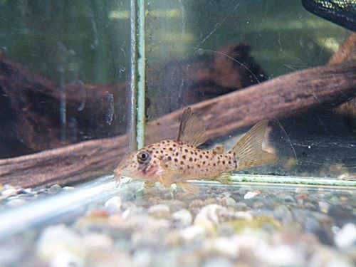 コリドラス　ヨッシャー②　　２０２６年３月６日入荷