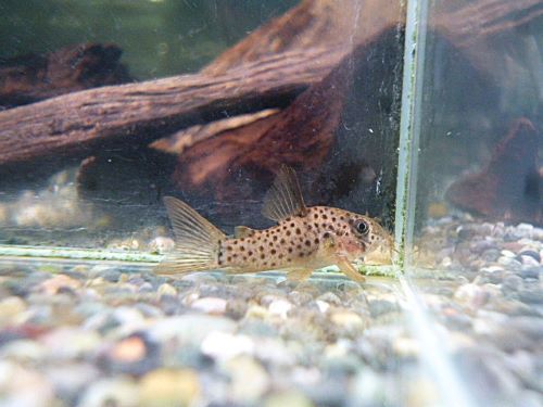 コリドラス　ヨッシャー