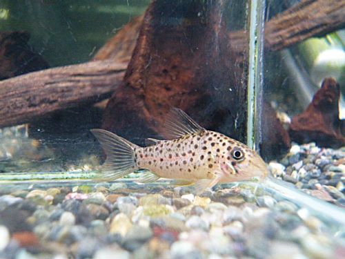 コリドラス　ヨッシャー