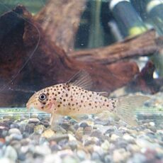 コリドラス　ヨッシャー③　　　２０２６年３月６日入荷