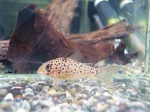 コリドラス　ヨッシャー③　　　２０２６年３月６日入荷