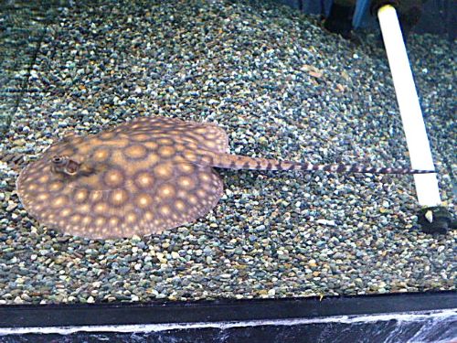 淡水エイ　モトロ