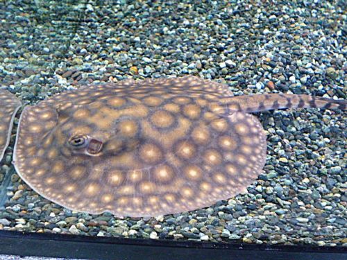 淡水エイ　モトロ