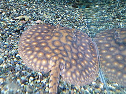 淡水エイ　モトロ