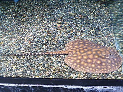 淡水エイ　モトロ