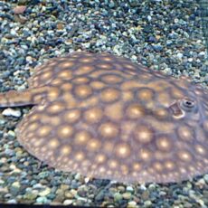 淡水エイ　モトロ　２０２６年３月１２日入荷