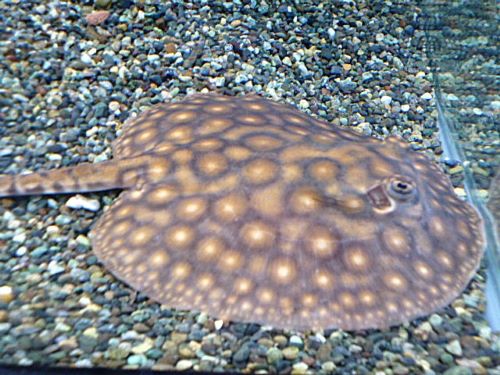 淡水エイ　モトロ　２０２６年３月１２日入荷